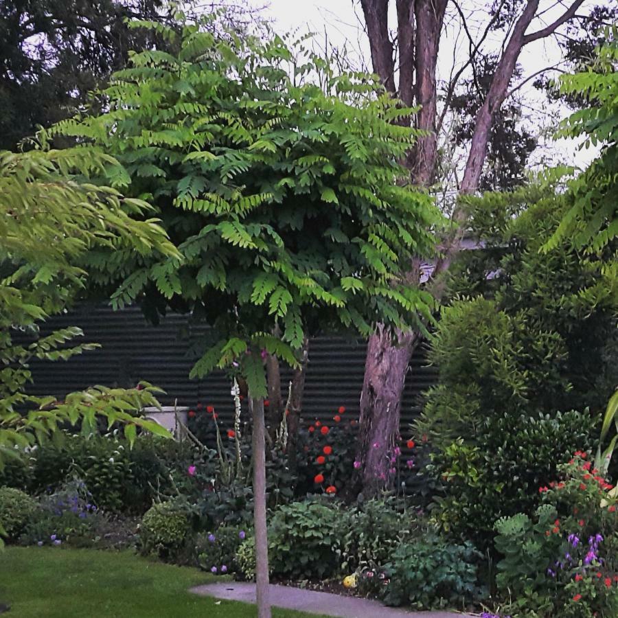 Dragonflycottagebnb Grovetown Exterior foto