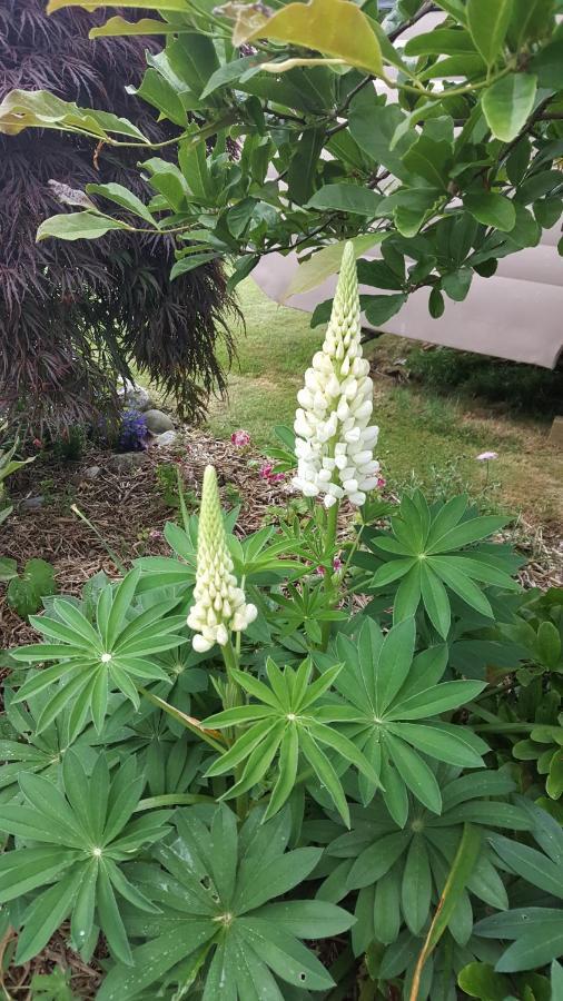 Dragonflycottagebnb Grovetown Exterior foto